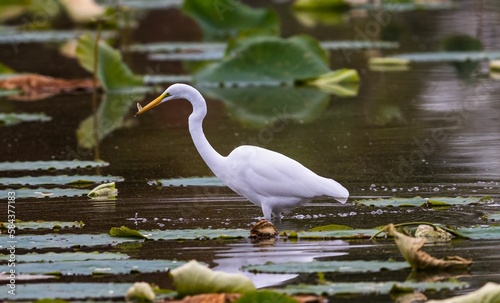 Closeup shot of a great white egret in a pond with a fish in its beak