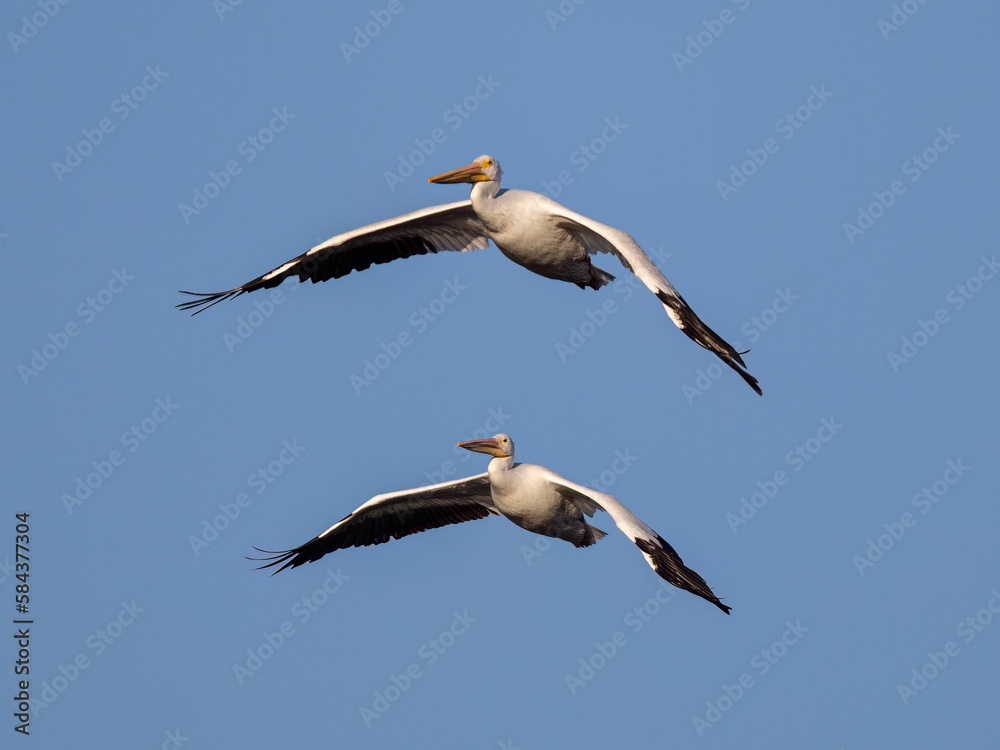 Obraz premium Couple pelicans flying in the air against a blue sky