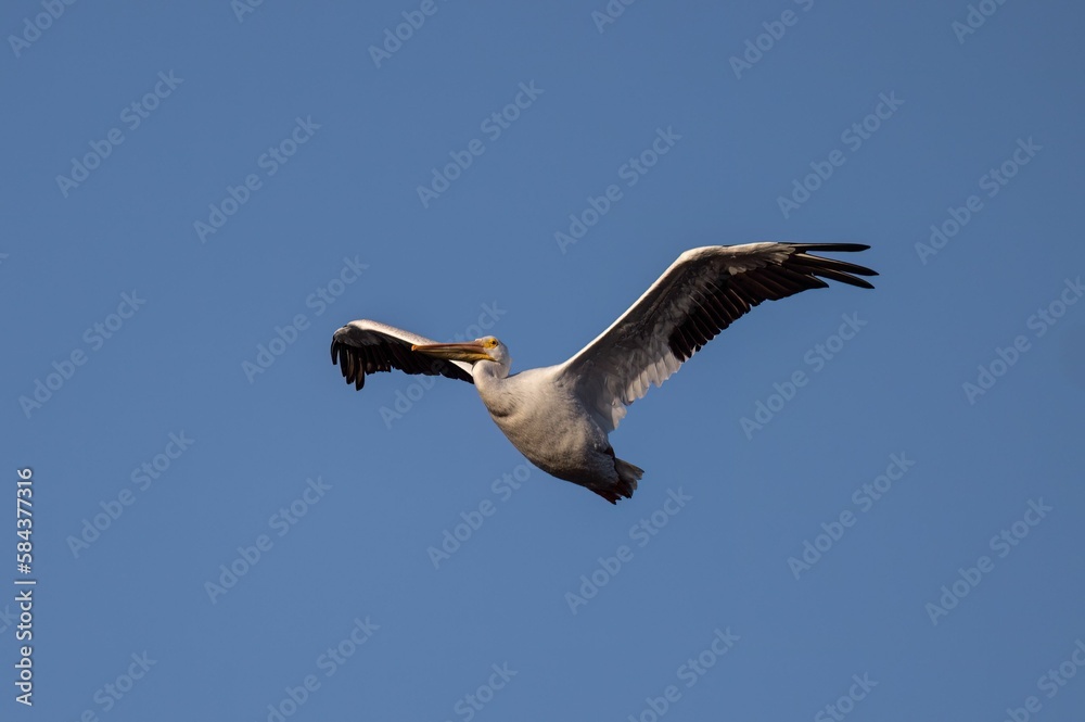 Obraz premium Pelican flying in the air against a blue sky