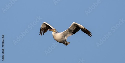Pelican flying in the air against a blue sky
