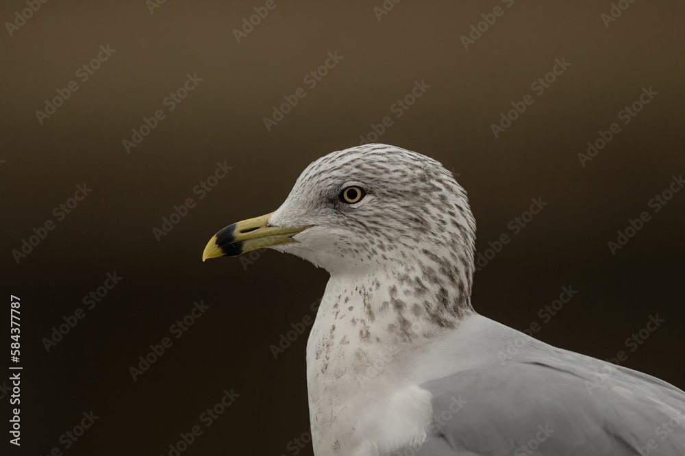 Portrait of a common gull (Larus canus) Portrait of a common gull (Larus canus)