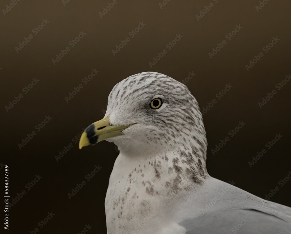 Portrait of a common gull (Larus canus) Portrait of a common gull (Larus canus)