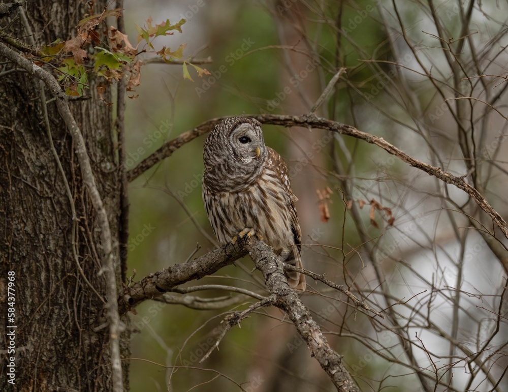 Strix owl perched on the tree branch Strix owl perched on the tree branch