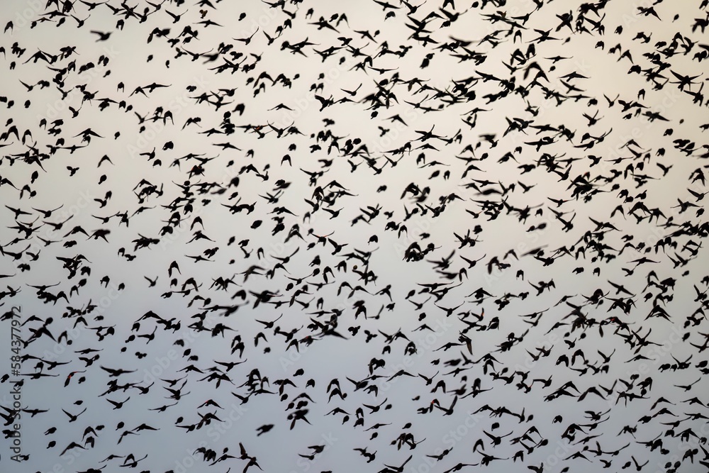 Flock of hundreds of birds migrating to warm countries