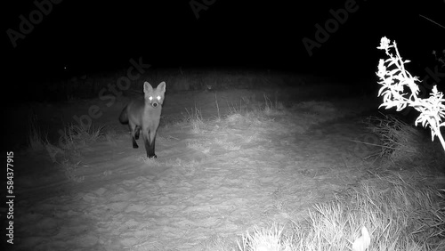 red fox Vulpes on rural road looking trail camera, night animals