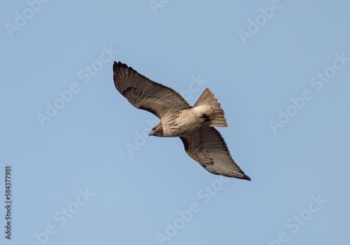 Low angle shot of a true hawk (Accipitrinae) flying in the blue sky