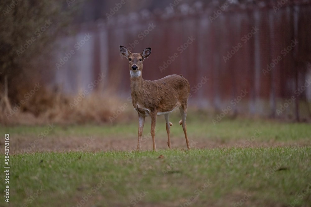 Closeup of a Columbian white-tailed deer in a forest with a blurry background Closeup of a Columbian white-tailed deer in a forest with a blurry background