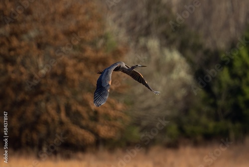 Heron flying in blurred background