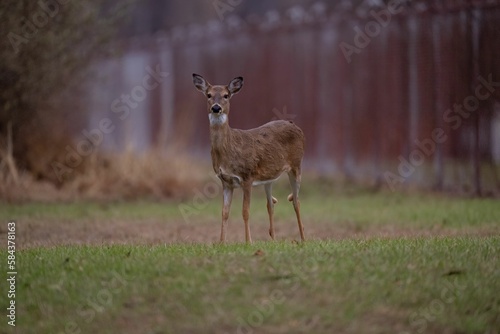 Closeup of a Columbian white-tailed deer in a forest with a blurry background