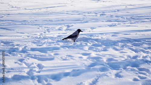 Lonely crow in winter snow drifts on a sunny day