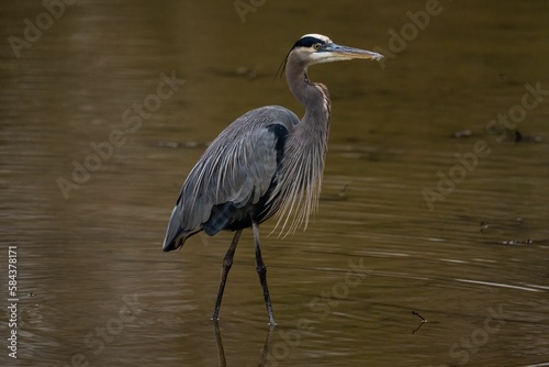 Closeup of a great blue heron perched in a pond in a park with a blurry background