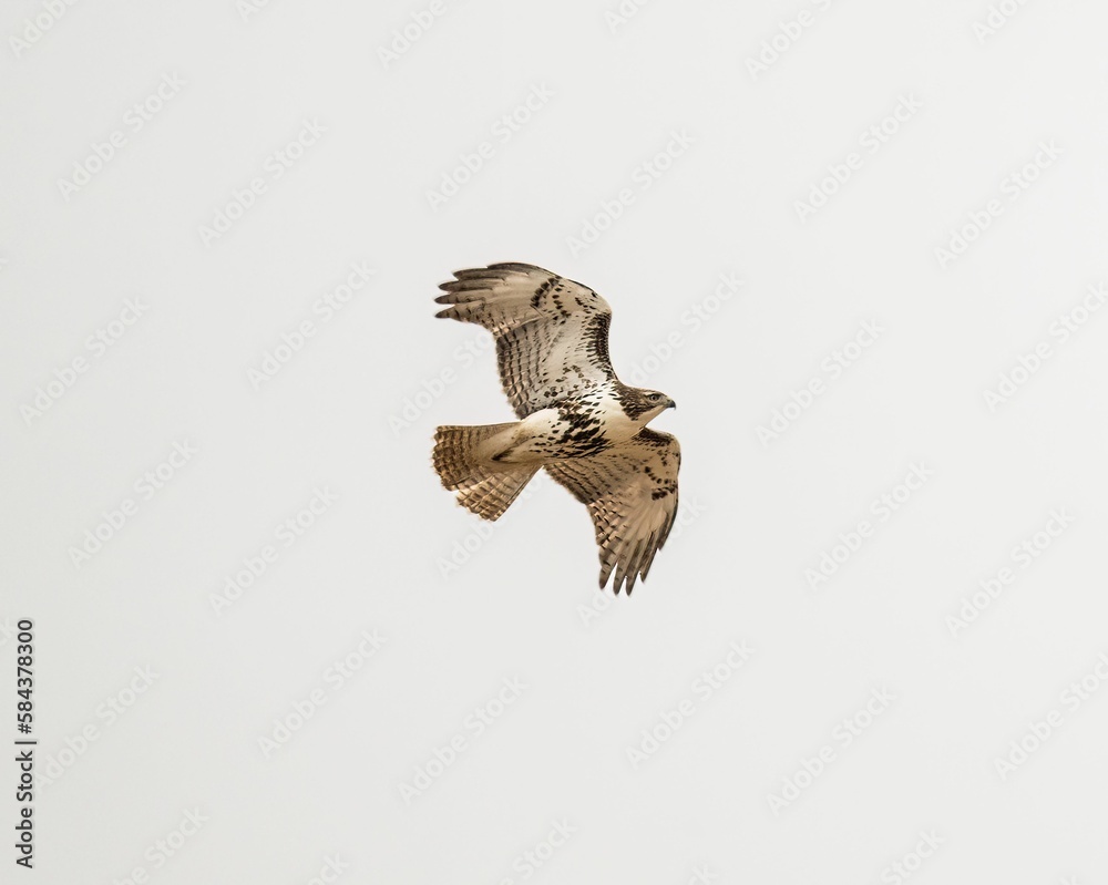 Fototapeta premium Low angle shot of a red-tailed hawk flying on a gloomy cloudy day