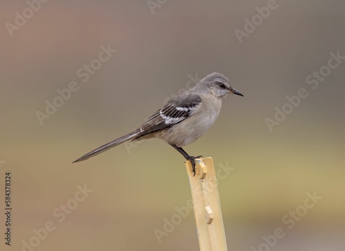 Selective focus of a Northern mockingbird perched on a metal pole with a blurry background