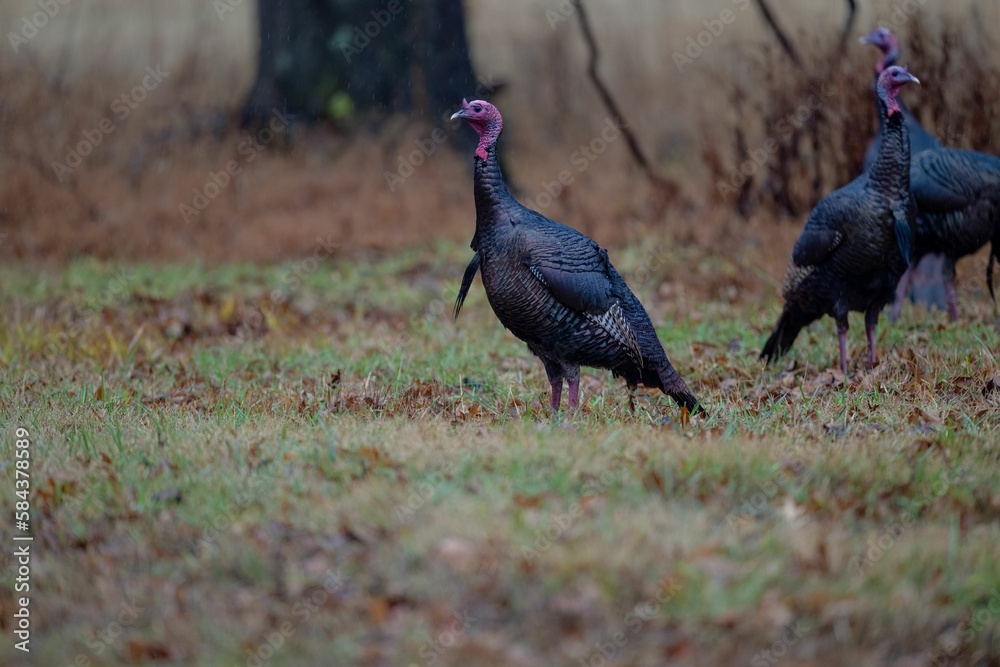 Fototapeta premium Wild turkeys in their natural environment
