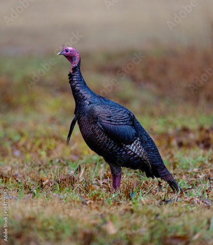 Selective focus shot of wild turkey in its natural environment