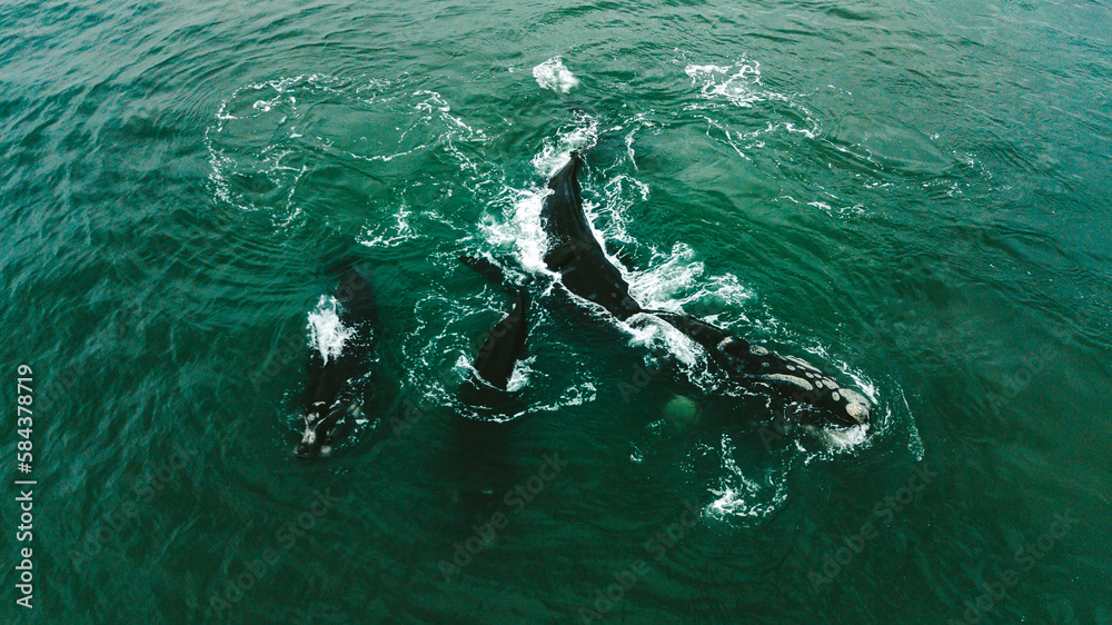 Naklejka premium Baleia Franca Oceano Atlantico Sul Eubalaena Australis Animal Aquático Água Salgada Mar Vida Marinha Submarina Natureza Peixe Mamífero Sol Verão Conservação Drone Aérea