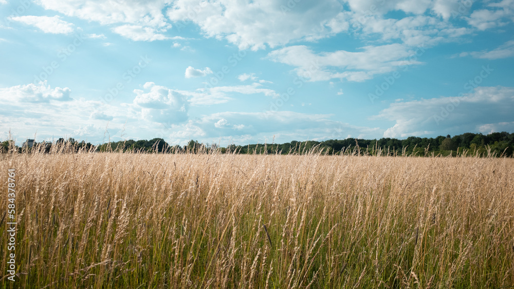 wheat field and blue sky