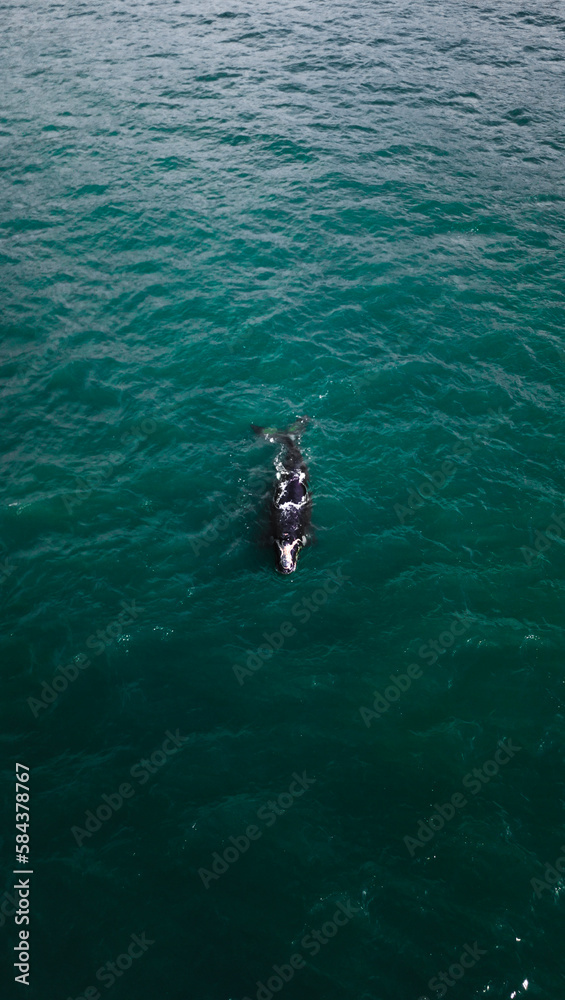 Baleia Franca Oceano Atlantico Sul Eubalaena Australis Animal Aquático Água Salgada Mar Vida Marinha Submarina Natureza Peixe Mamífero Sol Verão Conservação Drone Aérea Baleia Franca Oceano Atlantico Sul Eubalaena Australis Animal Aquático Água Salgada Mar Vida Marinha Submarina Natureza Peixe Mamífero Sol Verão Conservação Drone Aérea
