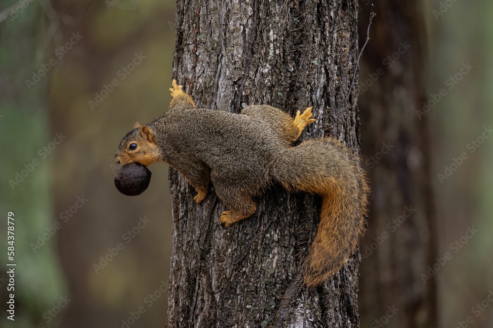 Selective focus shot of squirrel on tree trunk