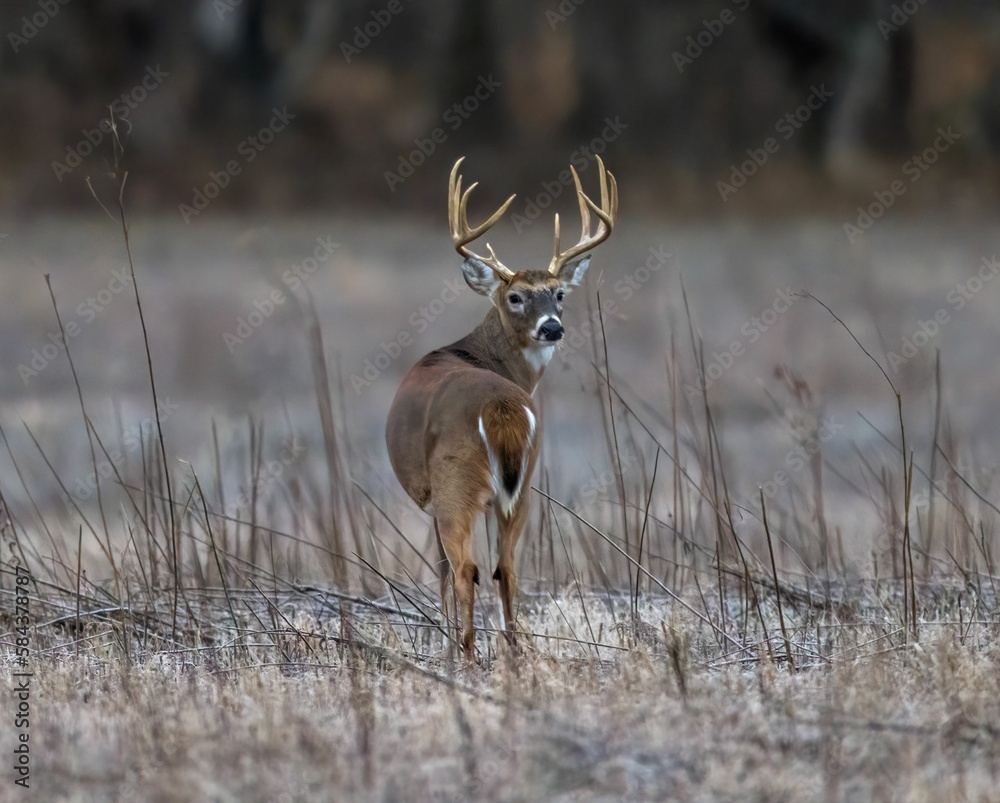 Back view of a brown-furred Columbian white-tailed deer standing in a field in winter Back view of a brown-furred Columbian white-tailed deer standing in a field in winter