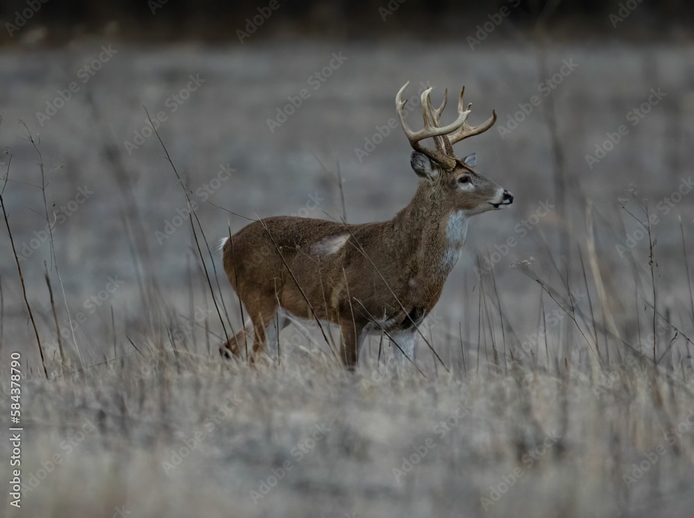 A brown-furred Columbian white-tailed deer standing in a field in winter A brown-furred Columbian white-tailed deer standing in a field in winter