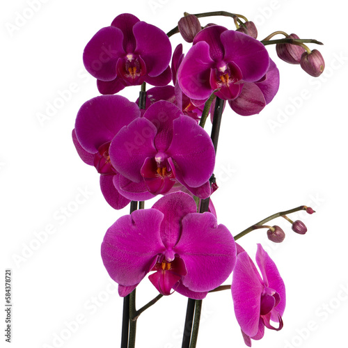 purple orchid isolated on white backround