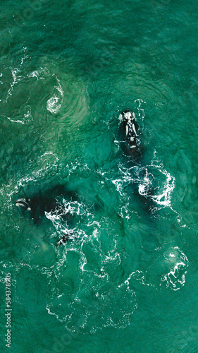 Baleia Franca Oceano Atlantico Sul Eubalaena Australis Animal Aquático Água Salgada Mar Vida Marinha Submarina Natureza Peixe Mamífero Sol Verão Conservação Drone Aérea  © Pedro