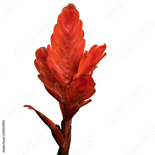 red flower isolated on white