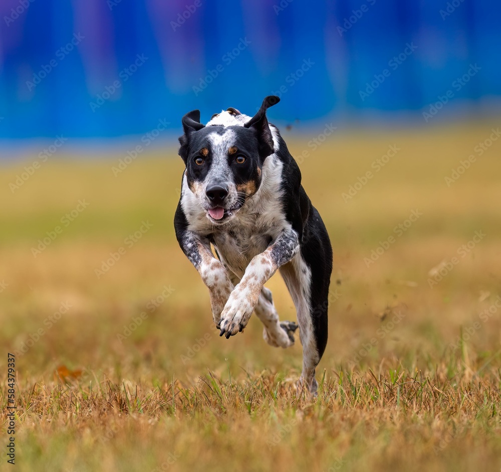 Purebred Australian Cattle Dog running on the grass field day with blur background