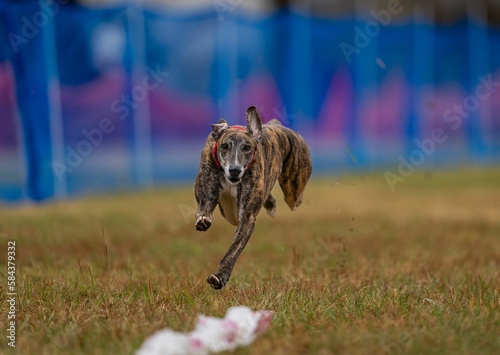 Canvas Print Shallow focus shot of a whippet dog running fast toy the green grass with blur b