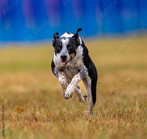 Purebred Australian Cattle Dog running on the grass field day with blur background
