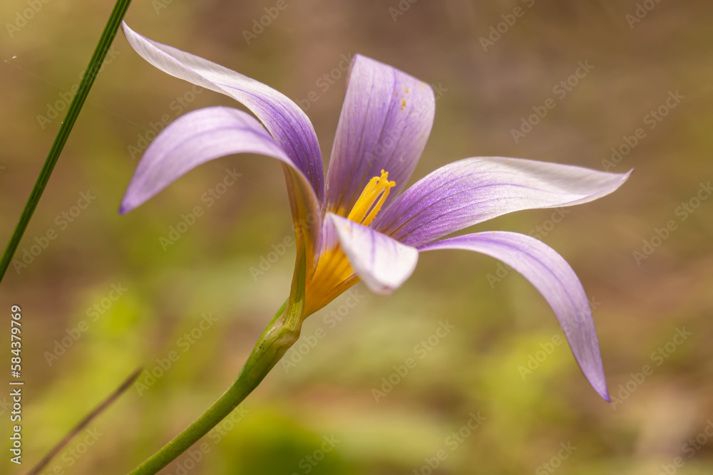 Fototapeta premium small purple flower in the middle of the mountain