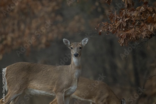 Fototapeta Naklejka Na Ścianę i Meble -  A young White-tailed deer in a forest during the fall season