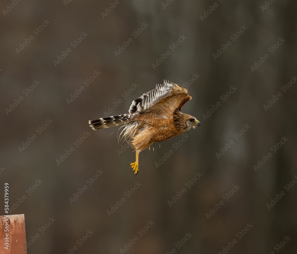 Fototapeta premium Red-shouldered Hawk flying on a metal pole with blur background