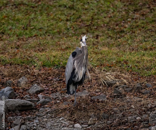 Closeup shot of the great blue heron standing on the ground