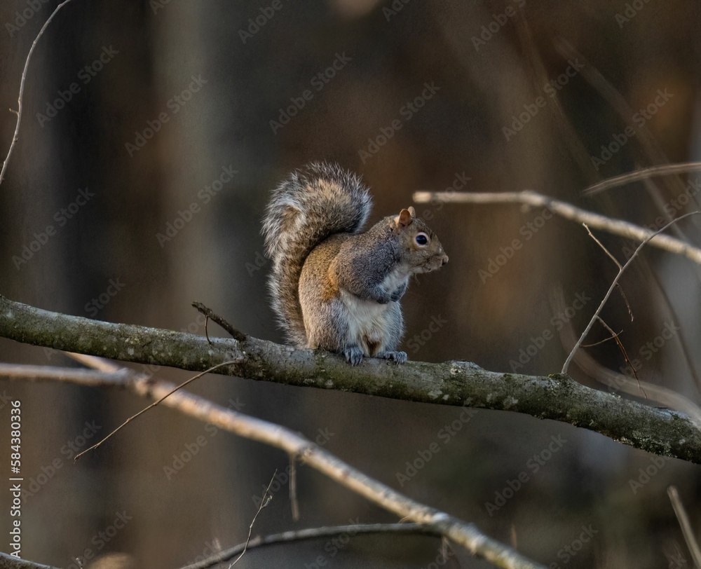 Fototapeta premium Close-up shot of a cute eastern gray squirrel perched on a tree branch in a forest