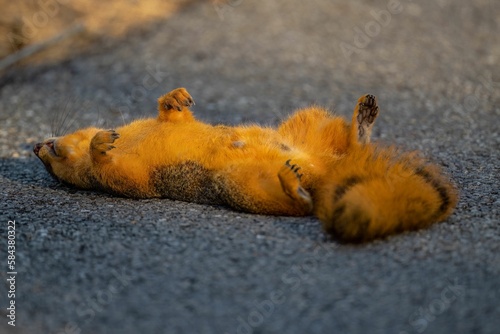 Closeup of a brown squirrel laying on its back on the ground