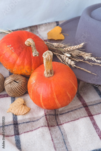 Autumn still life with pumpkins, knitted plaid, hat and autumn leaves on white background