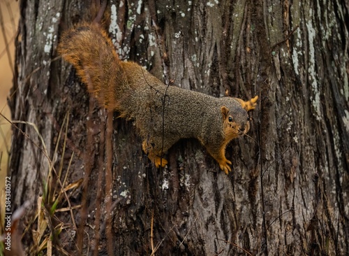 Brown squirrel sitting on the tree branch