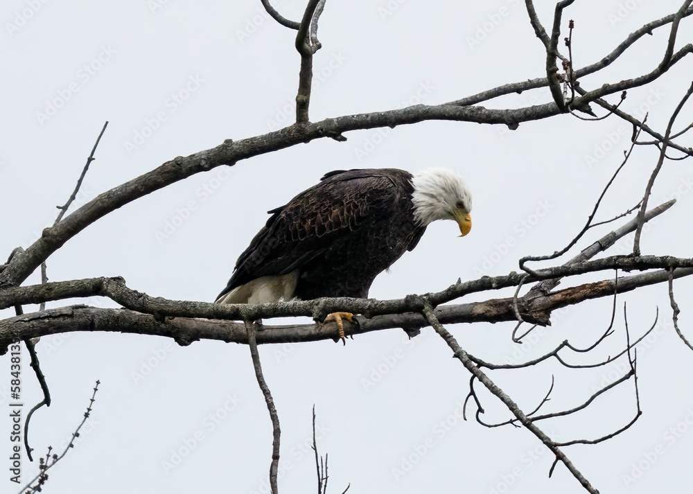 Beautiful majestic bald eagle perched on a branch against cloudy sky Beautiful majestic bald eagle perched on a branch against cloudy sky