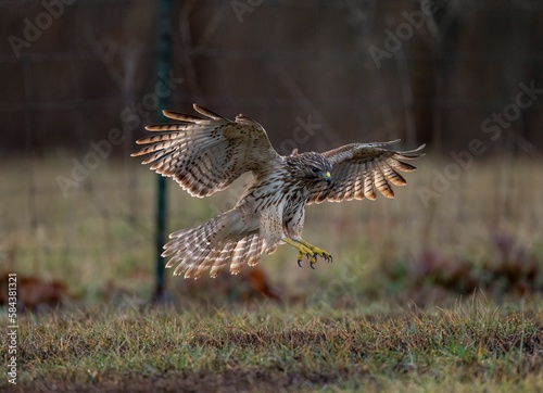 View of the hawk bird landing on the ground