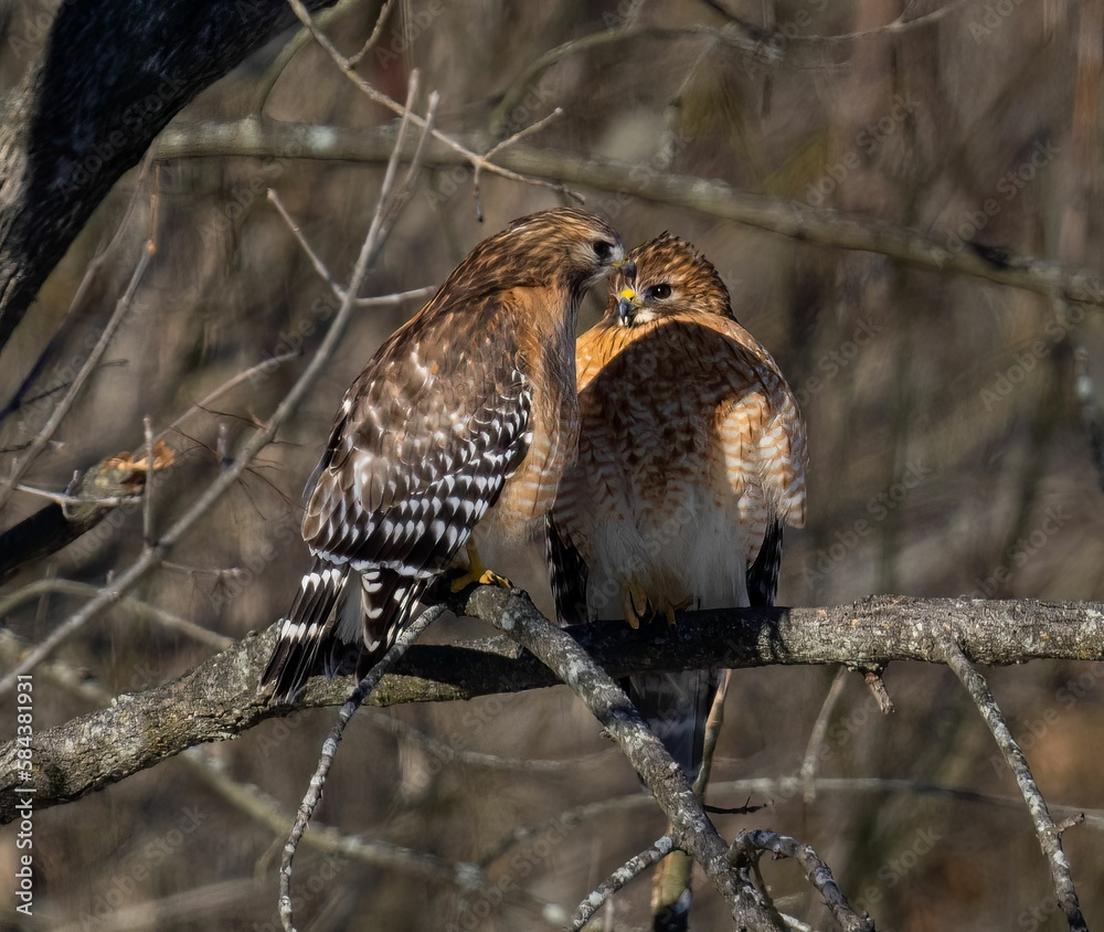 Obraz premium the two birds are together on the branch of the tree