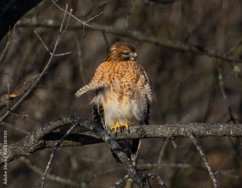 a hawk perched on top of a tree branch with its wings spread a hawk perched on top of a tree branch with its wings spread