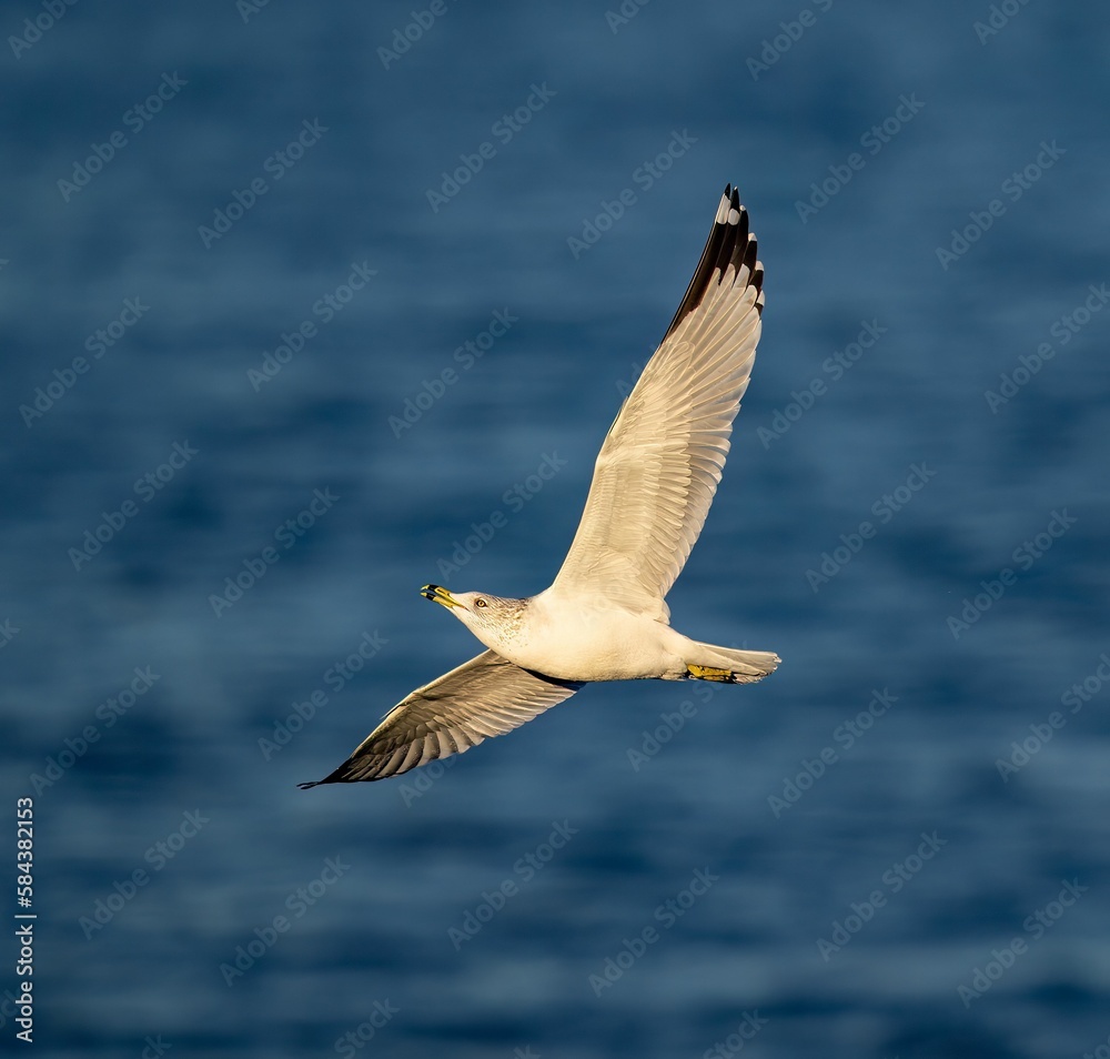 Fototapeta premium a seagull is flying over the water near the ocean