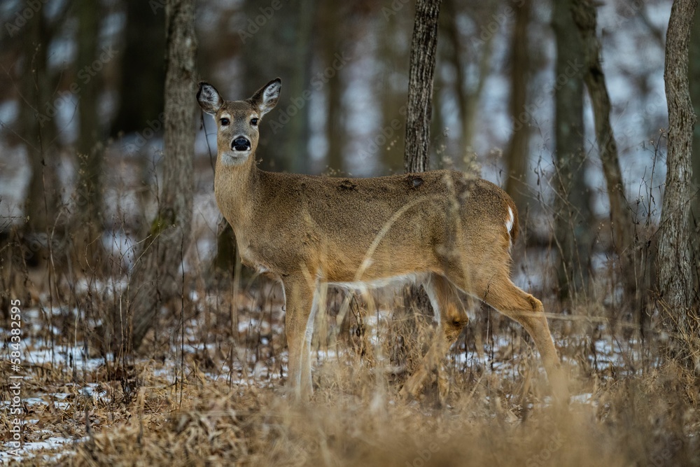 Selective focus of a white-tailed deer in an autumn forest with blurred background