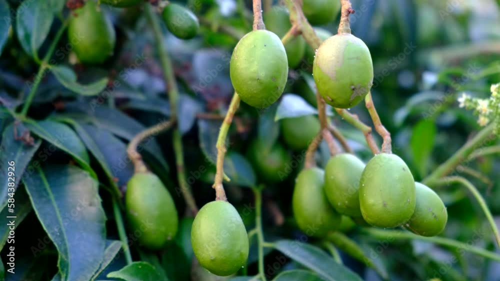 Green baby ambarella on tree. Young fresh green ambarella fruits on branch, Pommecythere, Buah Kedondong, Gway, hevi, mokah, goldpflaume, hog plum, tahitian apple, otaheite apple, golden apple, june p Green baby ambarella on tree. Young fresh green ambarella fruits on branch, Pommecythere, Buah Kedondong, Gway, hevi, mokah, goldpflaume, hog plum, tahitian apple, otaheite apple, golden apple, june p
