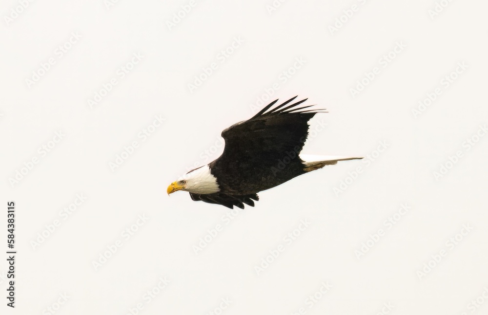 Obraz premium Flying bald eagle isolated on a light background