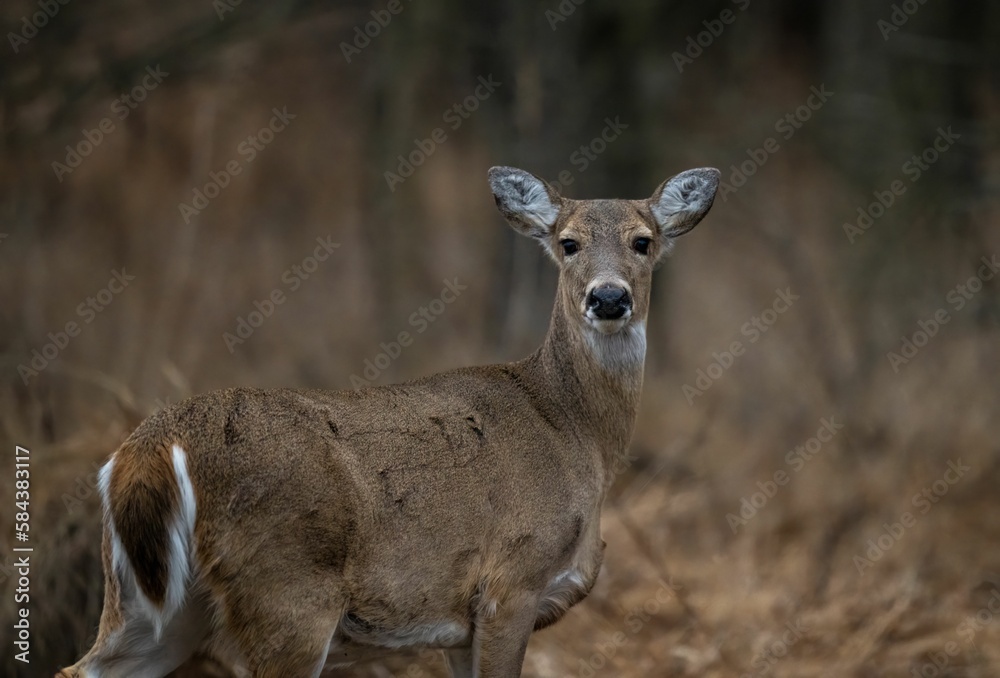 Closeup shot of an adorable deer in the field on a blurred background Closeup shot of an adorable deer in the field on a blurred background