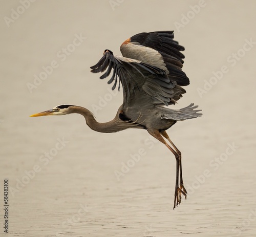 Fotografie Gray heron flying over a pond