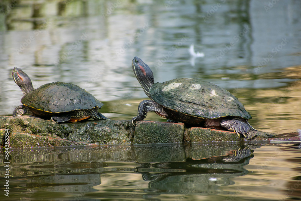 Assam roofed turtles bask in the sun in a pond Assam roofed turtles bask in the sun in a pond